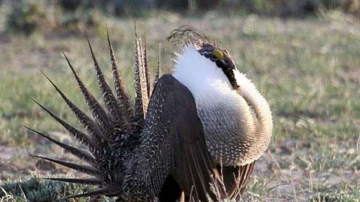 Groups say they intend to sue over sage grouse