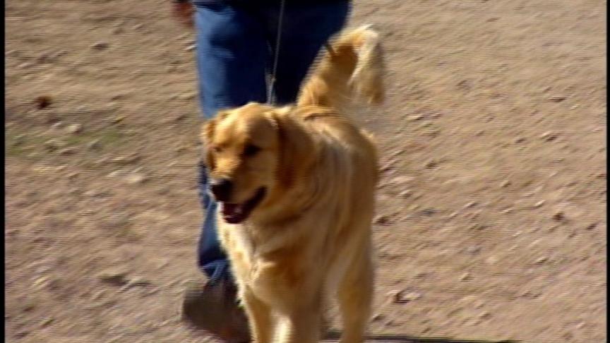 Best Ways to Keep Dogs Cool