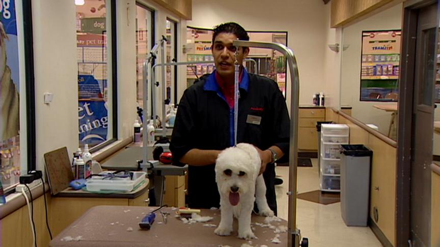 Best Ways to Keep Dogs Cool