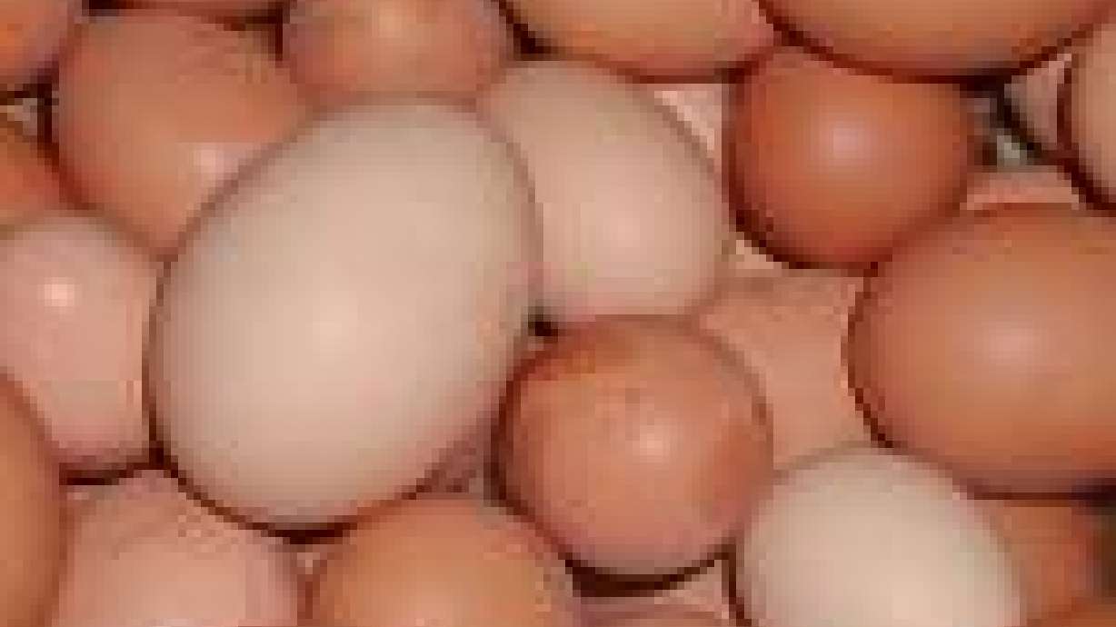 The Story of Oakdell Egg Farms
