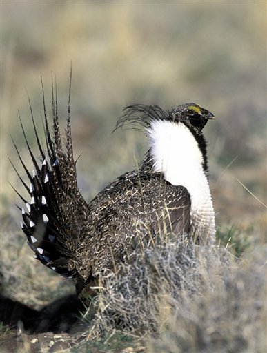 Federal government pledges money for sage grouse in West