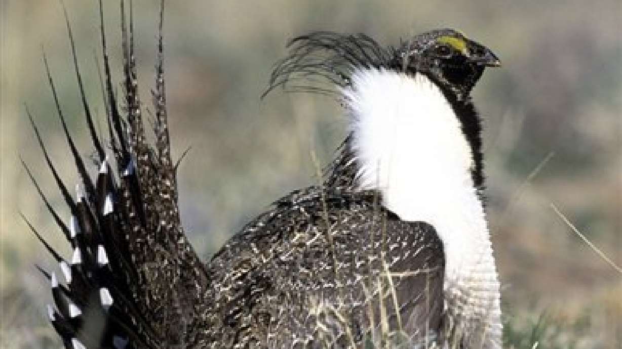 Federal government pledges money for sage grouse in West