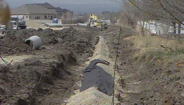 Draper residents work with city to save cottonwood tree