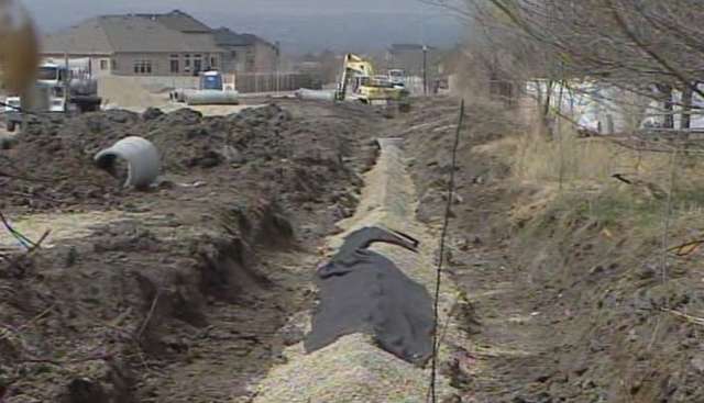 Draper residents work with city to save cottonwood tree