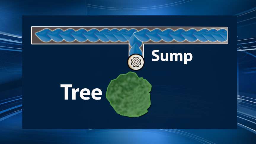 Draper residents work with city to save cottonwood tree