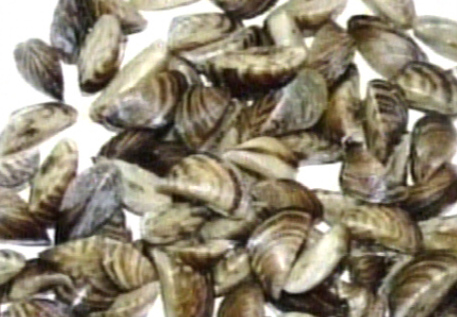 Zebra Mussels Found in Lake Powell