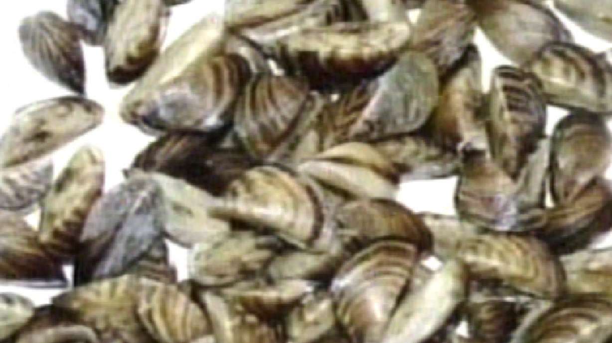 Zebra Mussels Found in Lake Powell