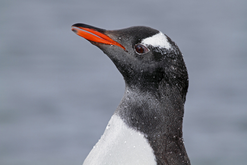 Living Planet Aquarium penguin exhibit to open
