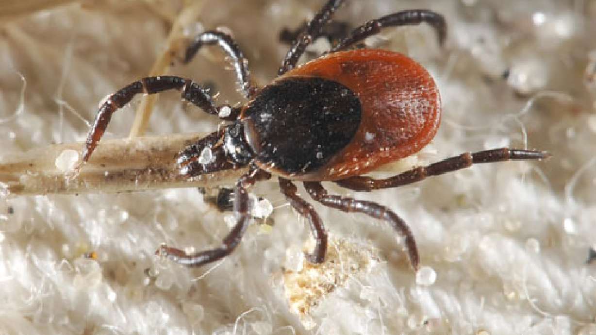 Task force to deal with possible tick infestation