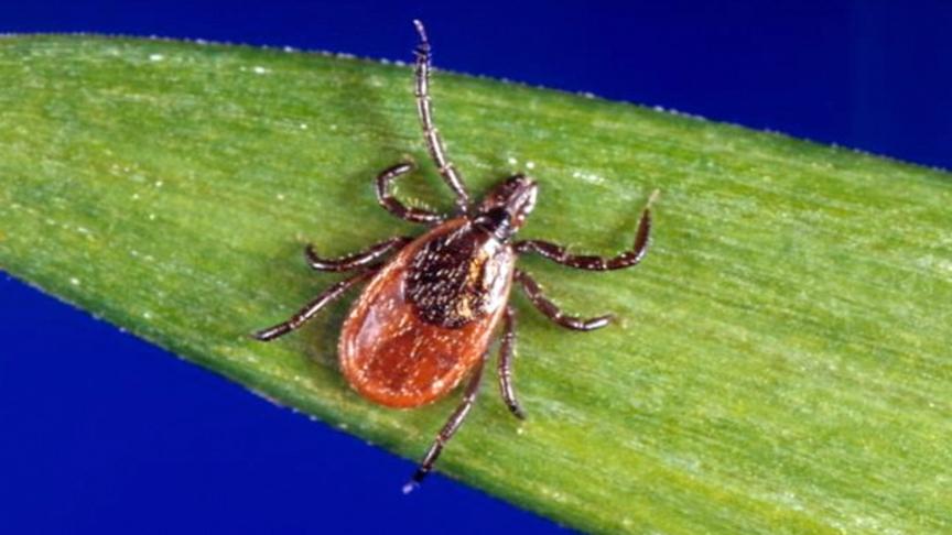 Black-legged ticks are known to carry Lyme disease, but mostly in the Midwest and Northeast.