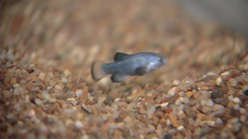 Casino Attempting to Save Endangered Pupfish