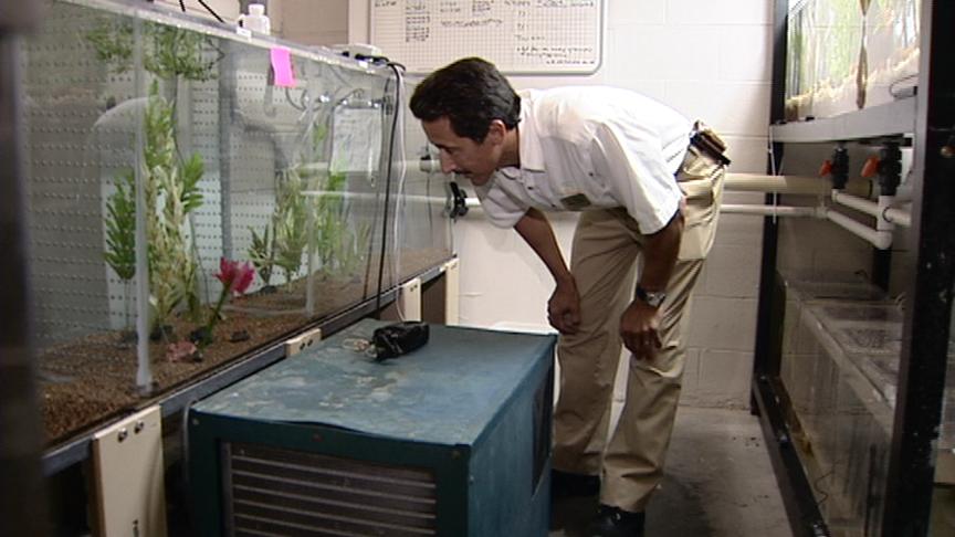 Casino Attempting to Save Endangered Pupfish