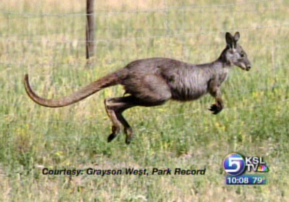 Neighbors Concerned Over Pet Wallaroo in Park City