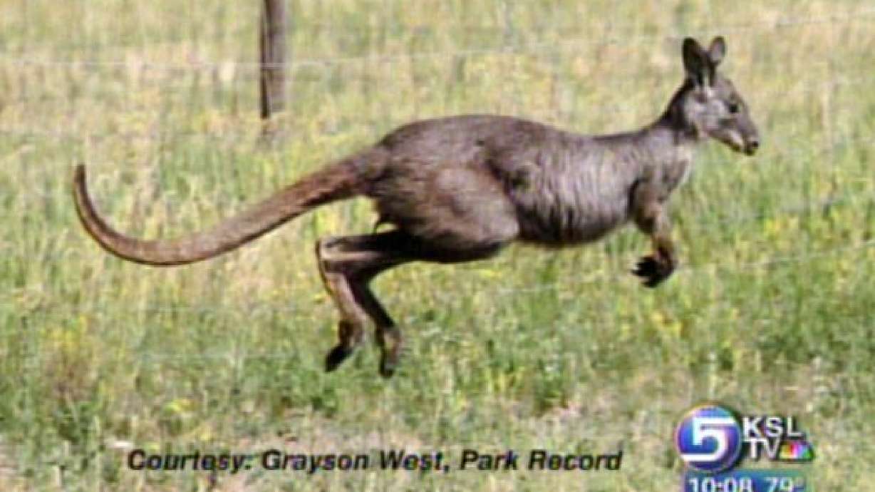 Neighbors Concerned Over Pet Wallaroo in Park City