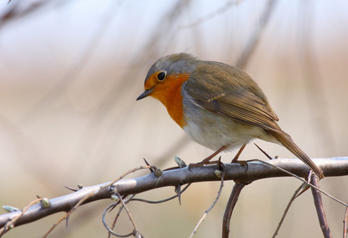 Birdwatchers invited to 10th annual festival in St. George 