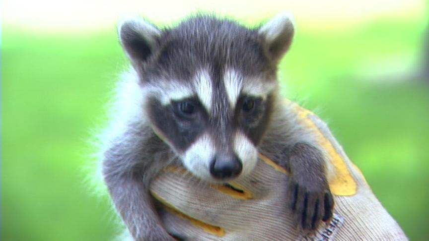 Raccoons Becoming More of a Problem for Homeowners