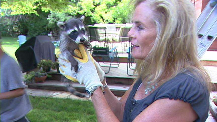 Raccoons Becoming More of a Problem for Homeowners