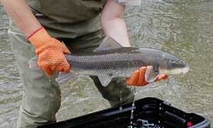 Utah Lake's June sucker making rapid recovery