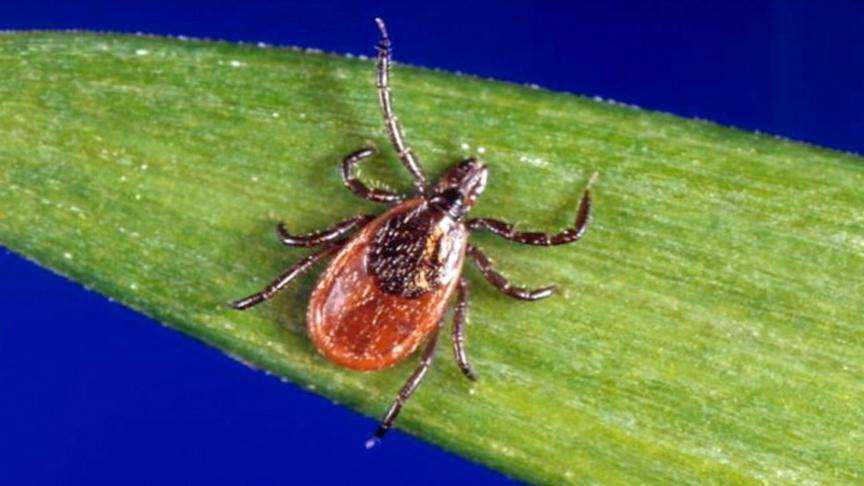 Lyme disease is a tick-borne illness and can be very serious, especially if found in young children.