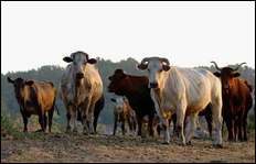 300 Cattle Dead, 1,300 Unaccounted for After Wildfires