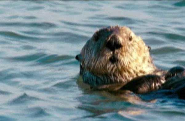 Doug & The Movies: 'Oceans'