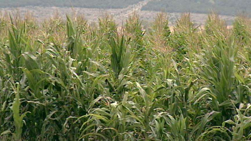 Moab Gas Station Sells Homegrown Fuel