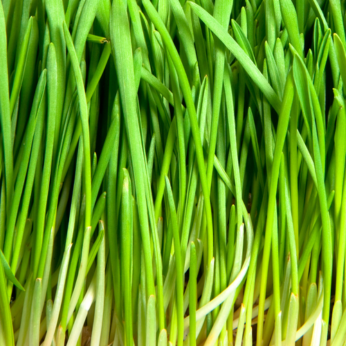 Lawn mower hits canister of TNT