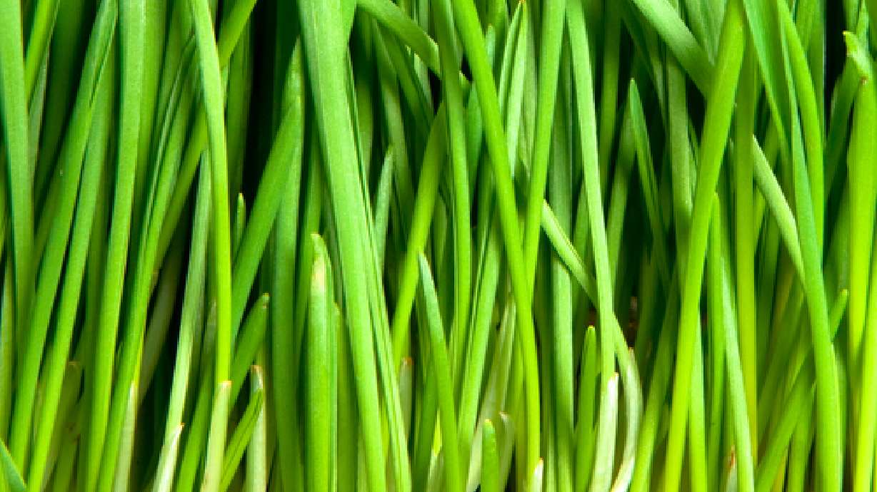 Green waste welcome at Timpanogos dump site