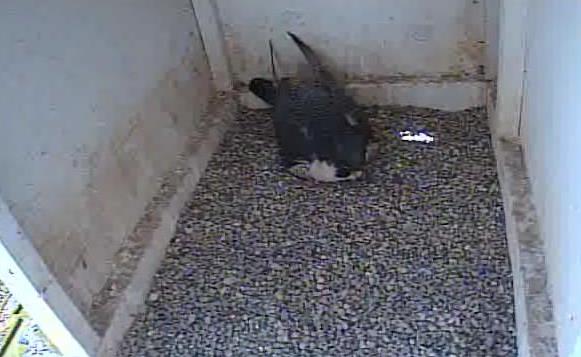 Downtown peregrine falcons forced elsewhere