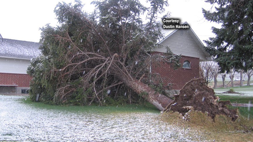Strong winds in Smithfield uprooted a 90-year-old tree