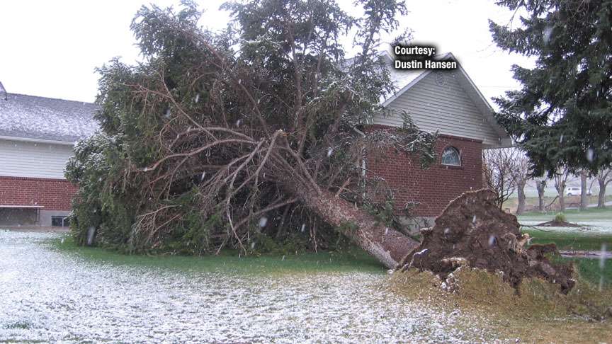Strong winds in Smithfield uprooted a 90-year-old tree