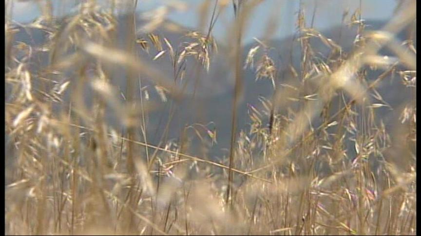 Utah Leading the War on Cheatgrass
