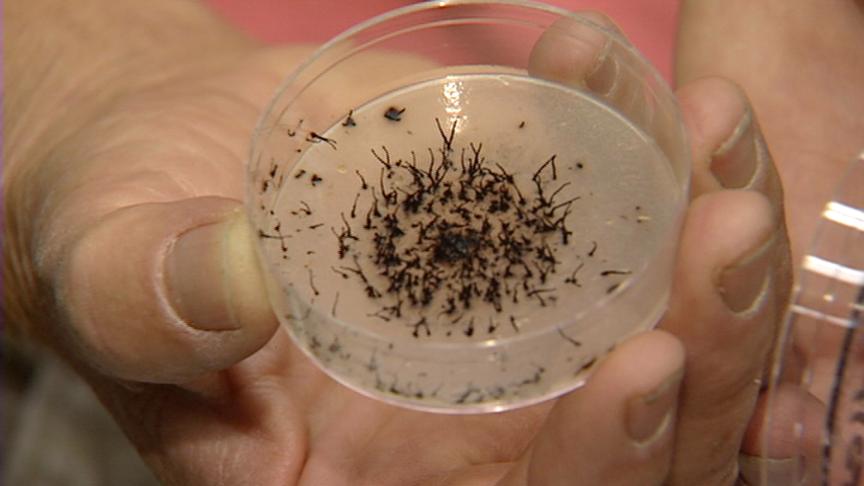 Utah Leading the War on Cheatgrass