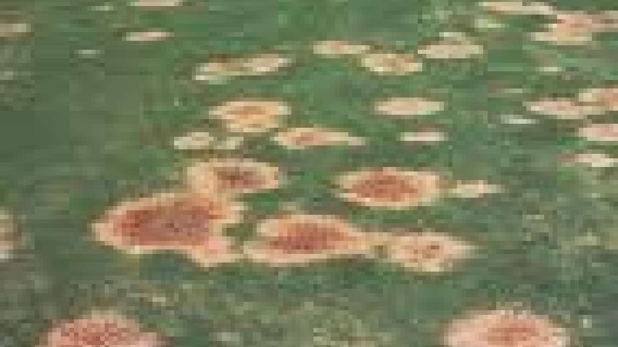 All About Necrotic Ringspot