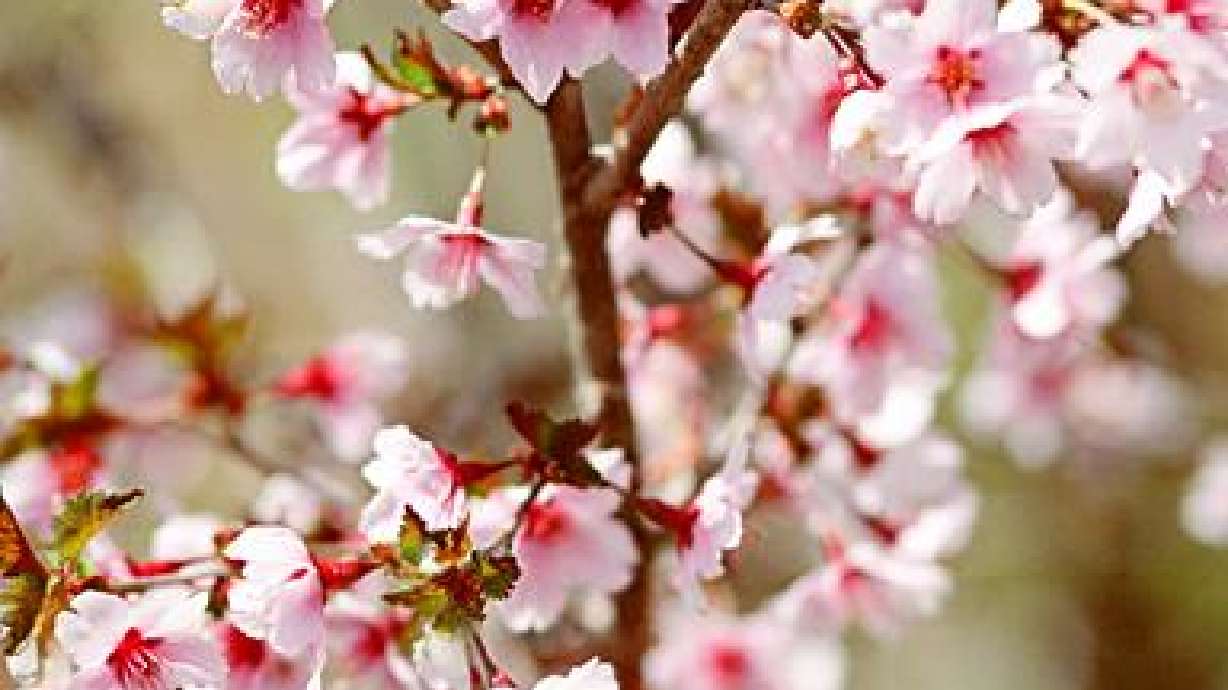 Spring Flowering Trees