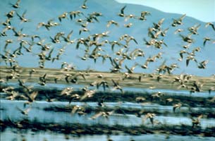 Winter Bird Festival a chance to see dozens of species of birds