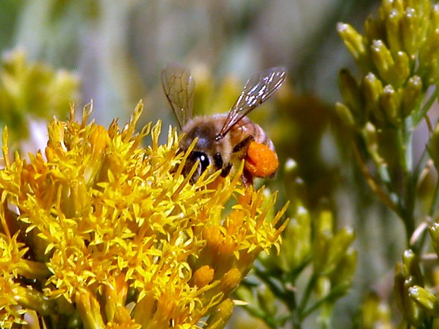 Utah bill would provide incentives to plant bee-friendly foliage