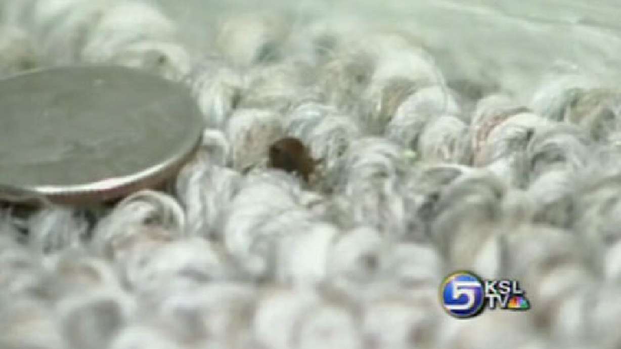 Bed Bugs Bite Provo Apartment Tenants