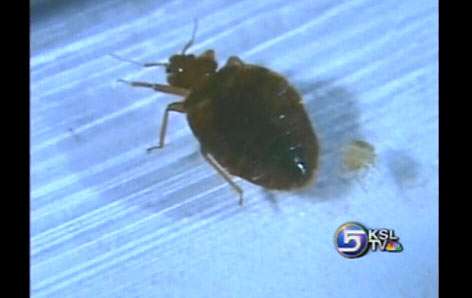 Bed Bugs Bite Provo Apartment Tenants