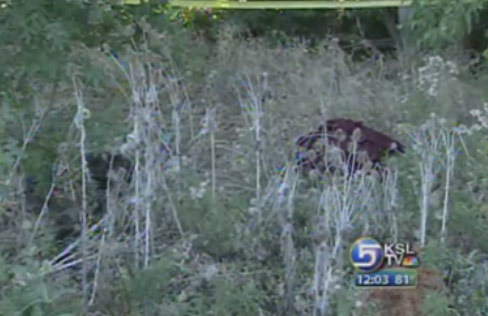 Body Found Near Rail Yards in Ogden