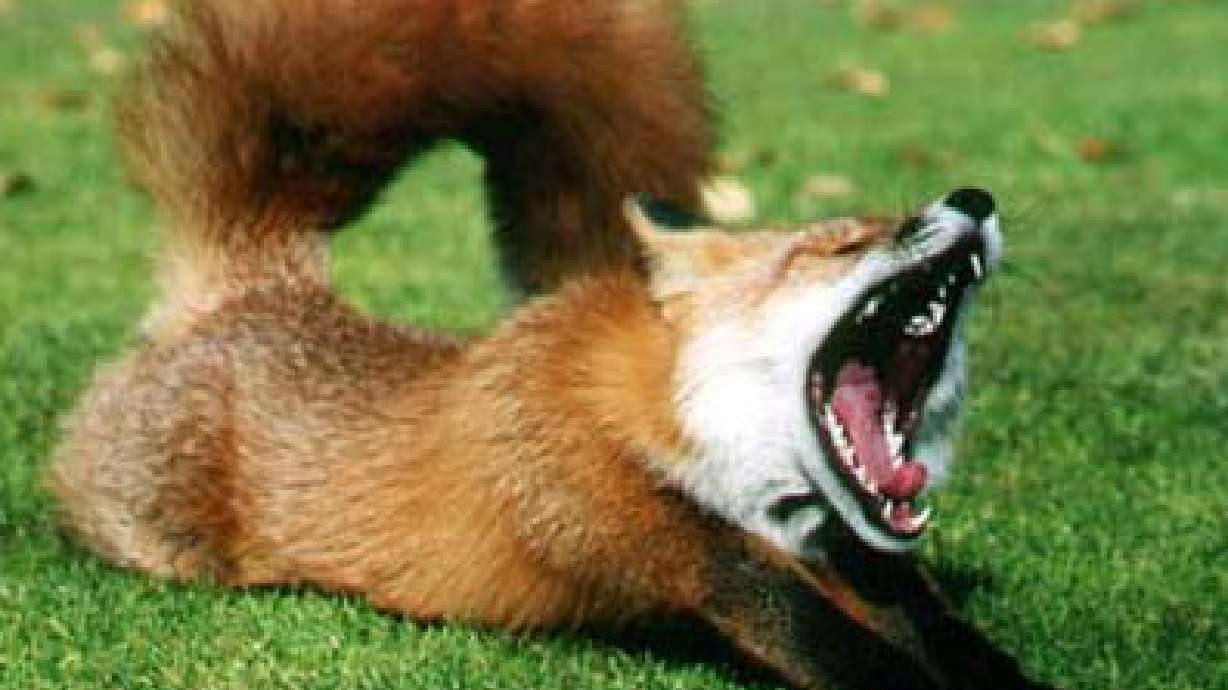 Rabid Fox Bites Boy