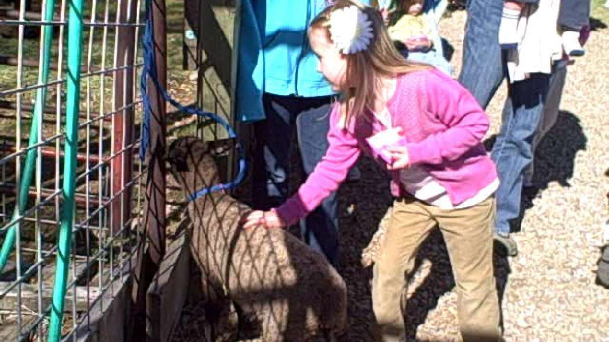 Farm field days teaching kids about life on a farm