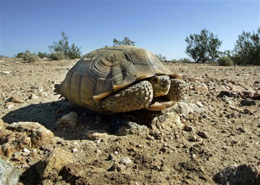 Mojave desert tortoise