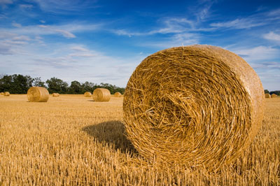 Rancher Wants to Send 100 Tons of Hay to Wildfire Area