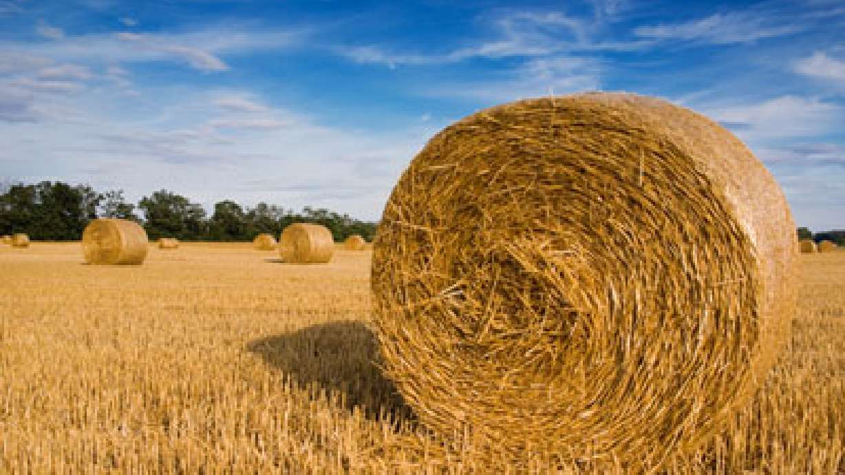 Rancher Wants to Send 100 Tons of Hay to Wildfire Area