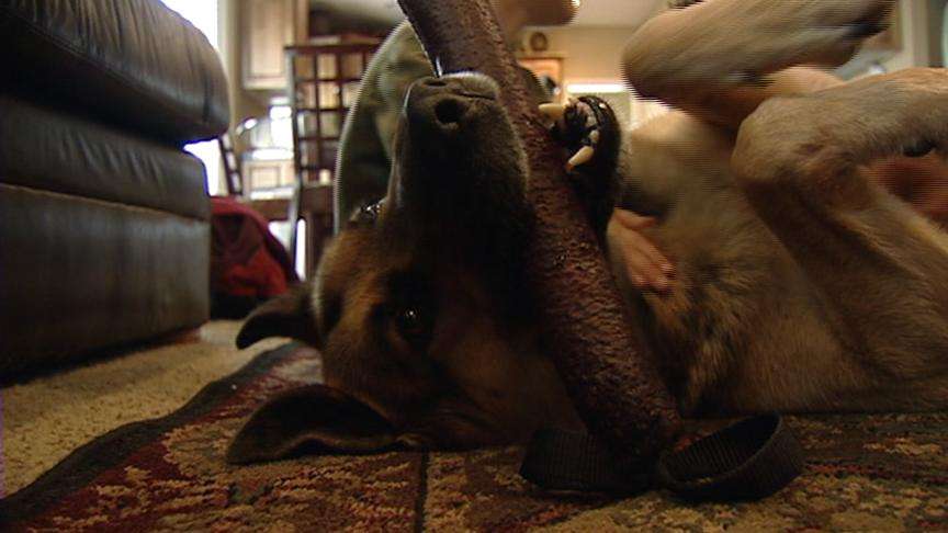 The study shows that dog people score high on extroversion. They're outgoing and social.