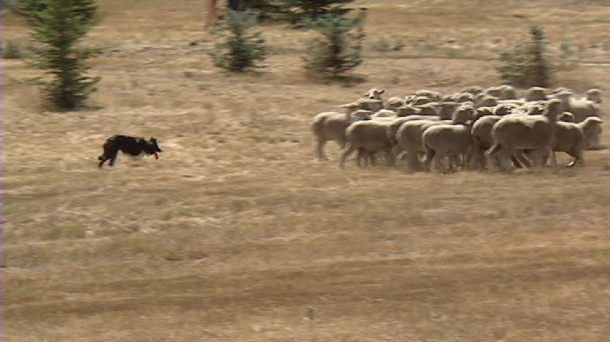 Sheepdog Competition Showcases Best Dogs, Handlers