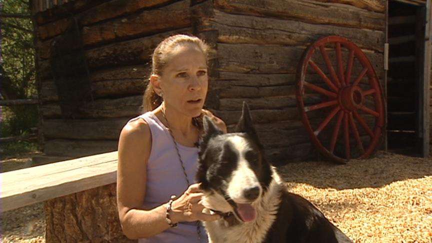 Sheepdog Competition Showcases Best Dogs, Handlers