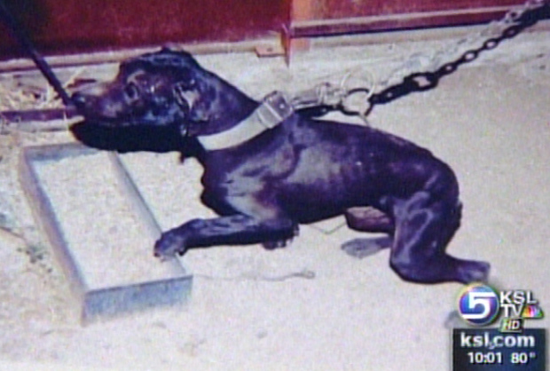 Dog Fighting Ring has Links to Utah