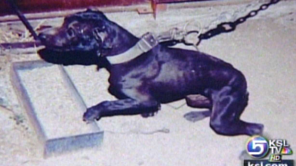 Dog Fighting Ring has Links to Utah
